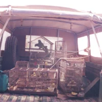 Resgate de Animais Silvestres