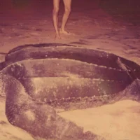 Tartaruga Gigante ou Tataruga de Couro