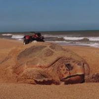 Tartaruga Caretta ou Tartaruga-cabeçuda.