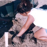 Ninhos de tartarugas