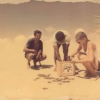 Filhotes de tartarugas