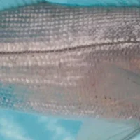 Peixe Robalo