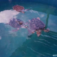 Tanques com tartarugas marinhas