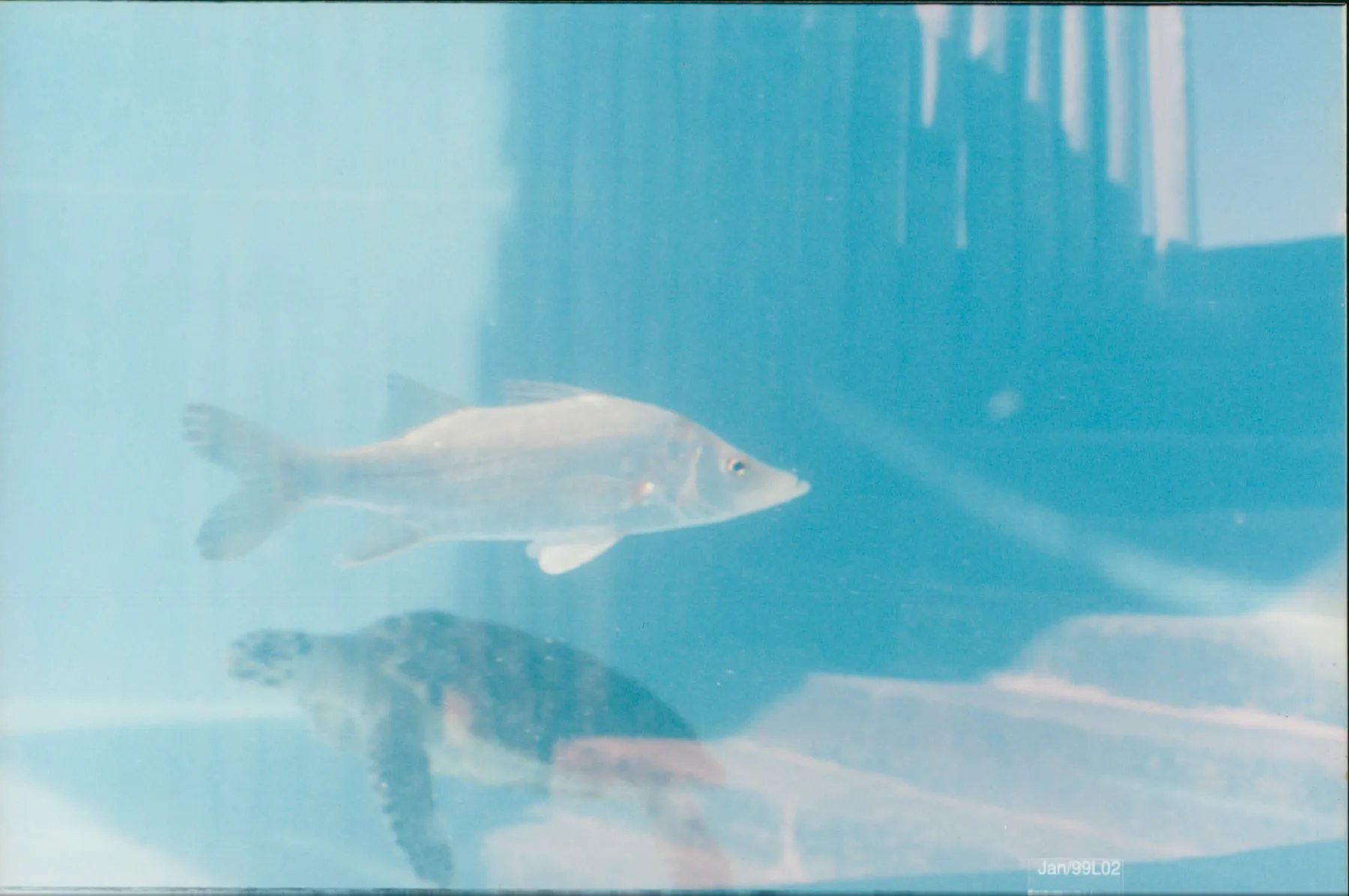 Peixe e tartaruga no aquário