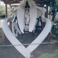Ossada de baleia Jubarte