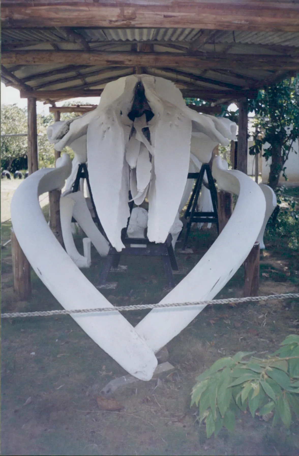 Ossada de baleia Jubarte