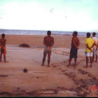 Tartaruga na foz do Rio Doce