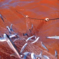 Pescaria na  Rio Doce