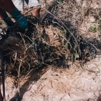 Vegetação suja de petróleo
