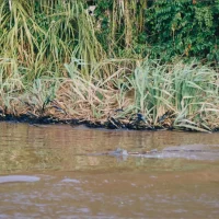 Vegetação com manchas de óleo no rio Doce