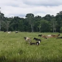 Vídeo Pílulas – Pasto