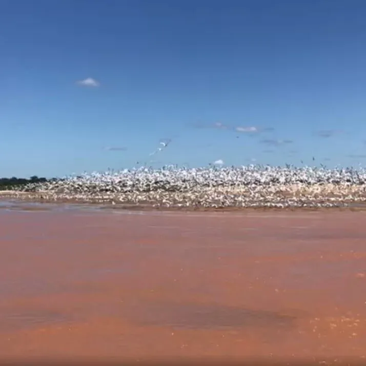 Vídeo Pílulas – Rio – Revoada