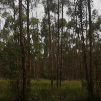 Vídeo Pílulas – Eucalipto